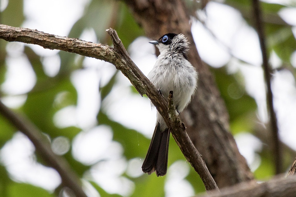 Frilled Monarch (Arses telescophthalmus)